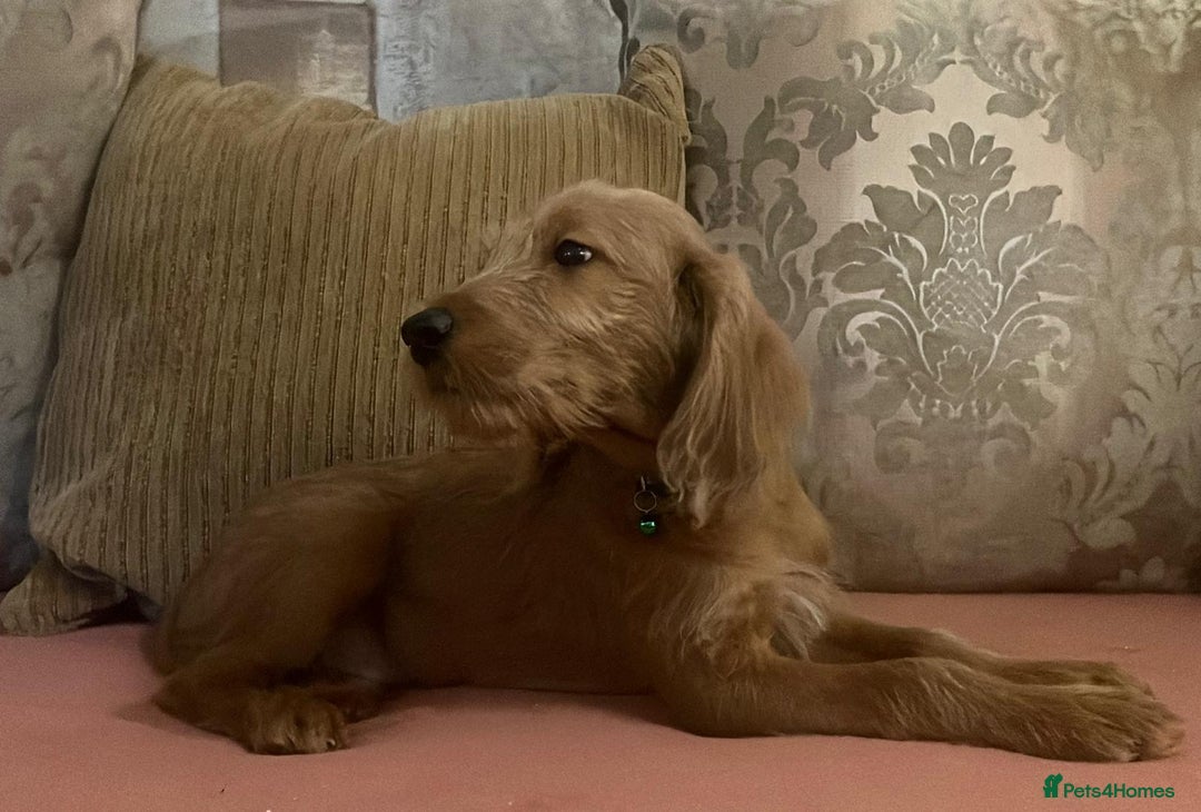 Labradoodle dogs for sale: Absolutely beautiful Labradoodles - Advert 14