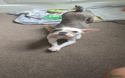 French Bulldog dogs for sale: 3yrs old French bulldog bitch  - Image 7