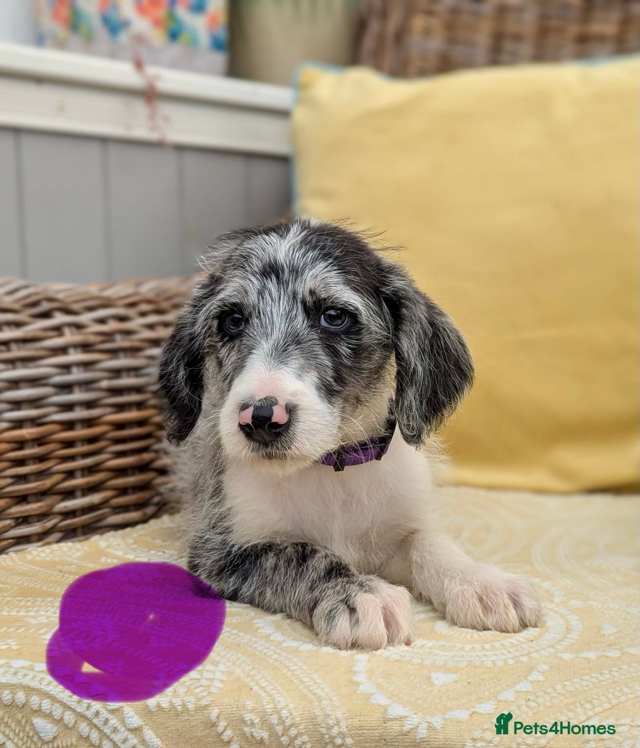Bordoodle dogs for sale: Standard Bordoodle puppies- ready now - Advert 19