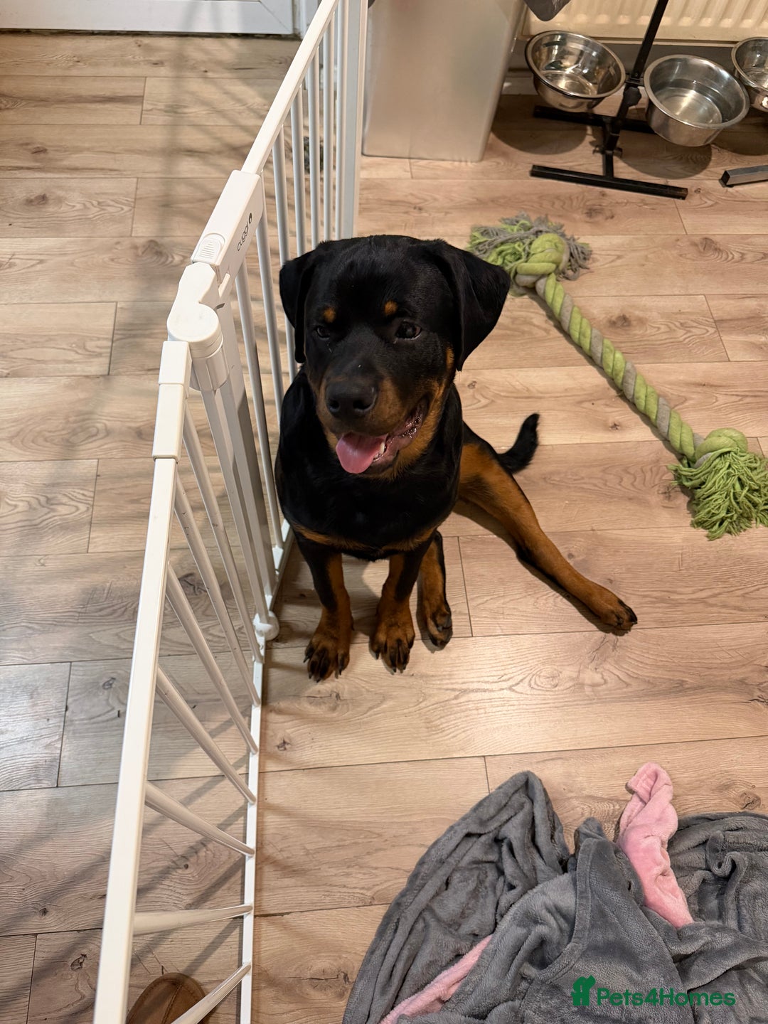 Rottweiler dogs for sale: Rotti cody - Advert 2