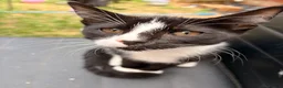 Mixed Breed cats for sale: Adorable kittens rehome ASAP - Advert 16