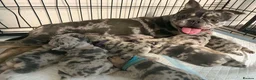Frug dogs for sale: 6 stunning blue Merle Frug puppies  in Eastleigh - Advert 14