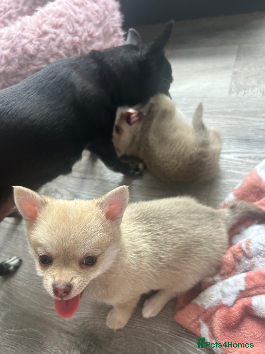 Chihuahua dogs for sale: READY NOW chihuahua x Pom puppies  - Image 9