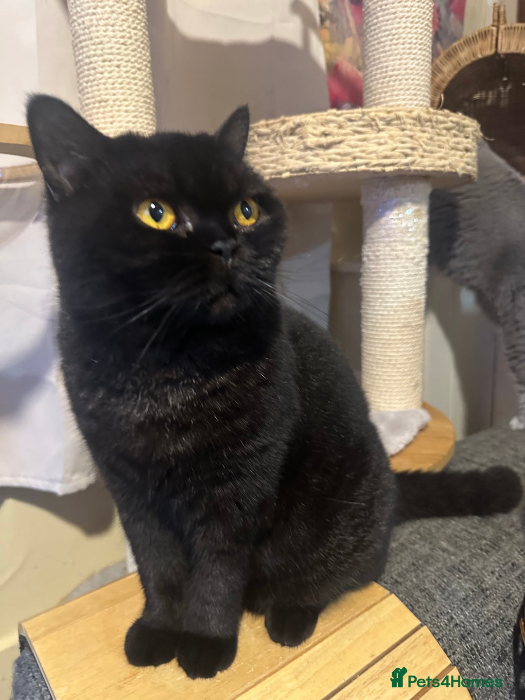 British Shorthair cats for sale: GCCF Registered British Short Hair Male  - Advert 3