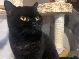 British Shorthair cats GCCF Registered British Short Hair Male - Advert 1