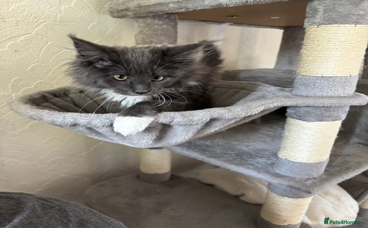 Maine Coon cats - Advert 11