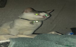 Mixed Breed cats for sale: Cats  - Image 5