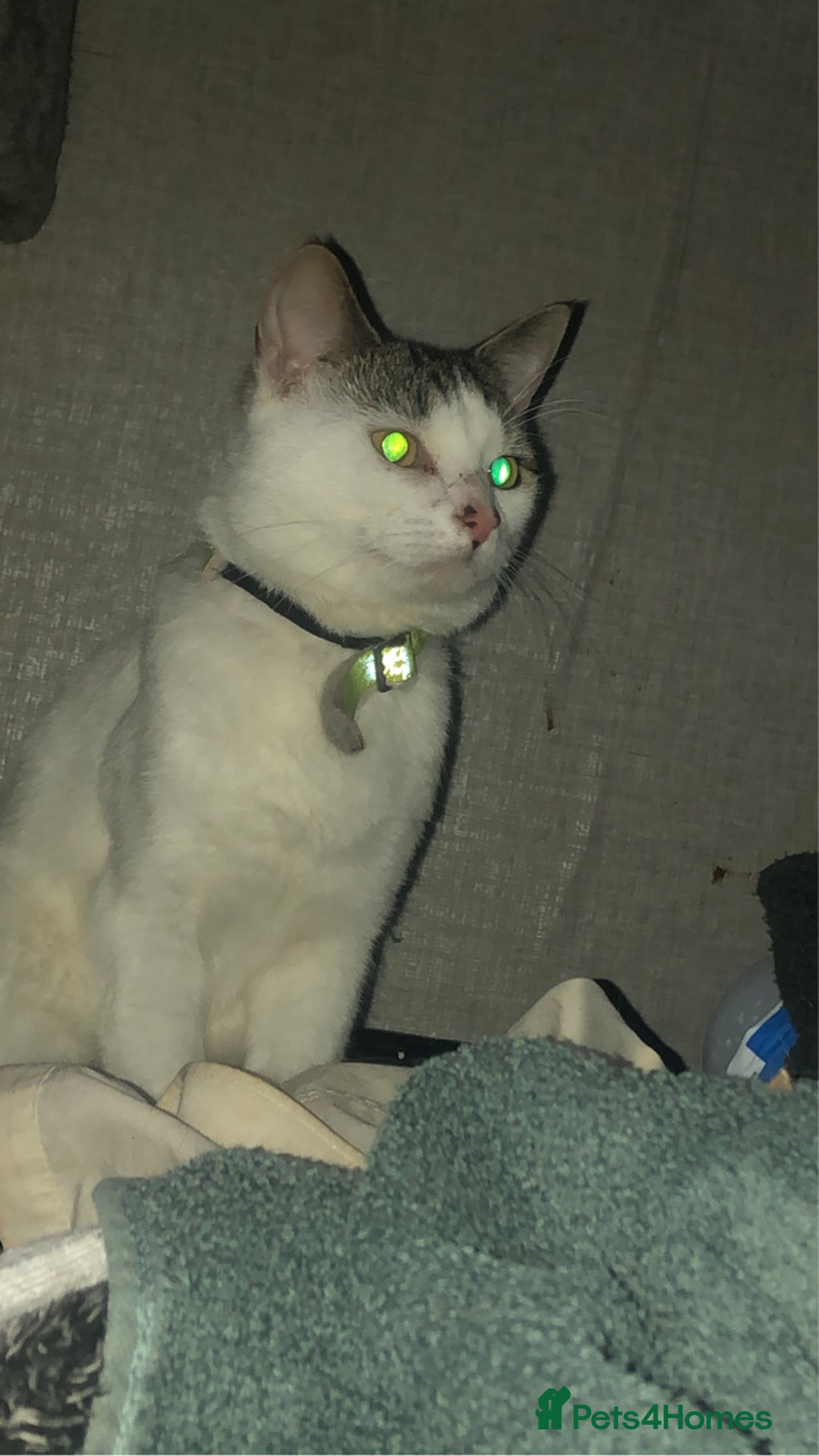 Mixed Breed cats for sale: Cats  - Image 5