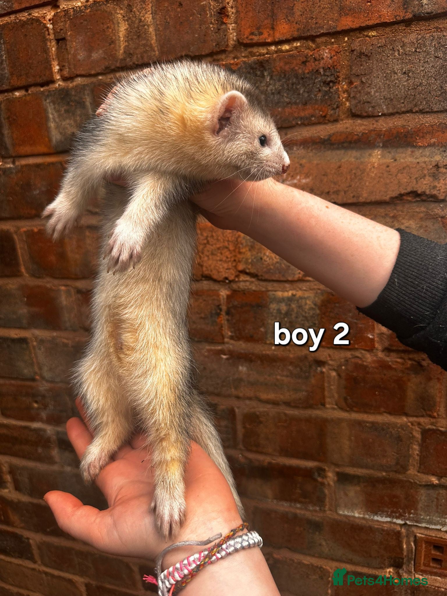 Ferret rodents Two hobs left - Advert 1