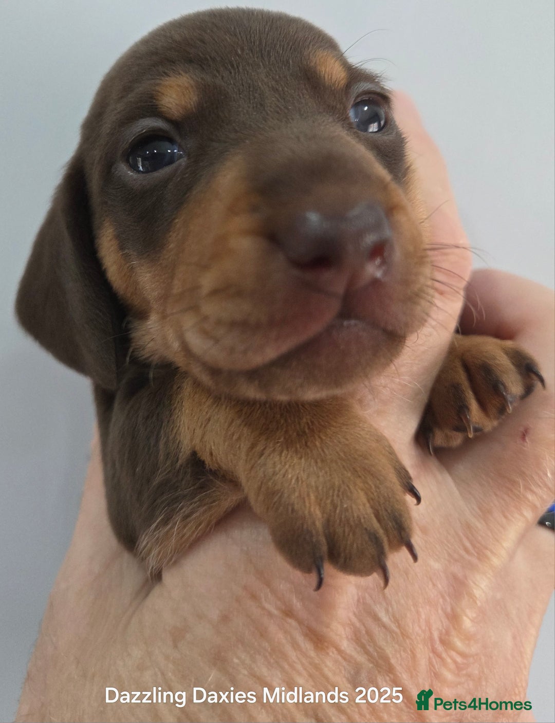 Miniature Dachshund dogs for sale: Shorthaired Minature Daschunds  - Image 14