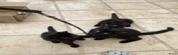 Mixed Breed cats for sale: Feral kittens  in Durham - Advert 7