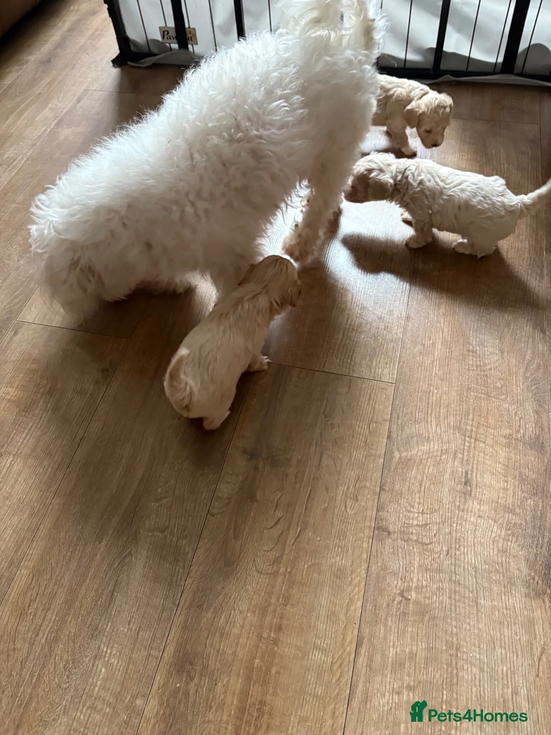 Maltipoo dogs for sale: 2 maltipoo boys left in Alfreton - Advert 1