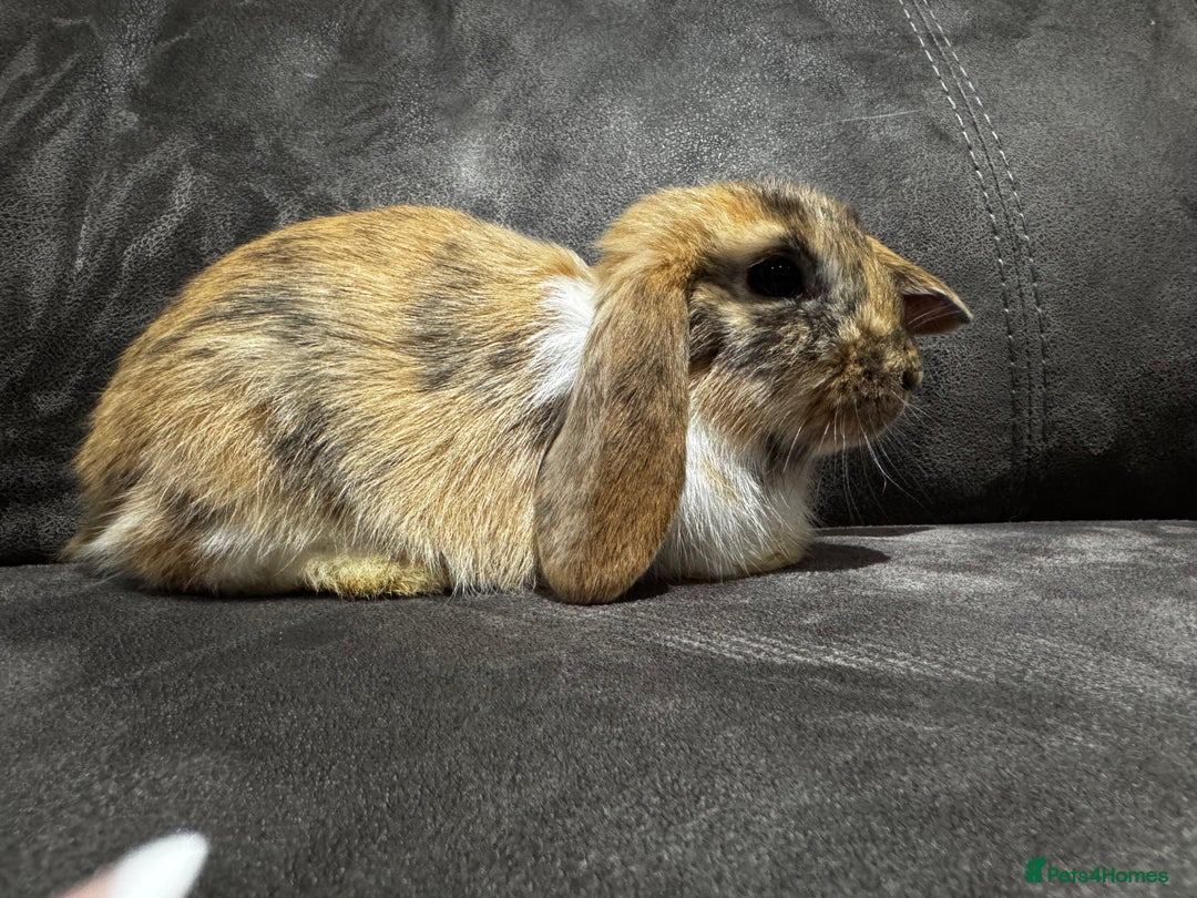 Mini Lop rabbits for sale: Mini Lop bunnies for sale  - Advert 10