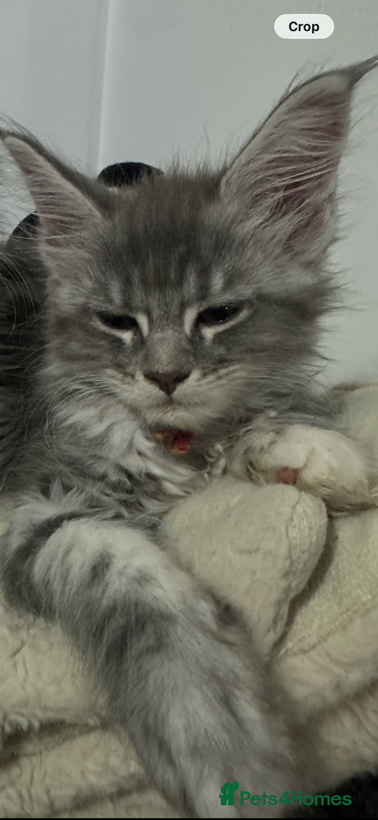 Maine Coon cats Beautiful tica registered blue tabby’s and torties - Advert 2