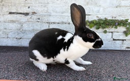 Rex rabbits for sale: Broken Black Mini Rex Doe/Female - Image 2