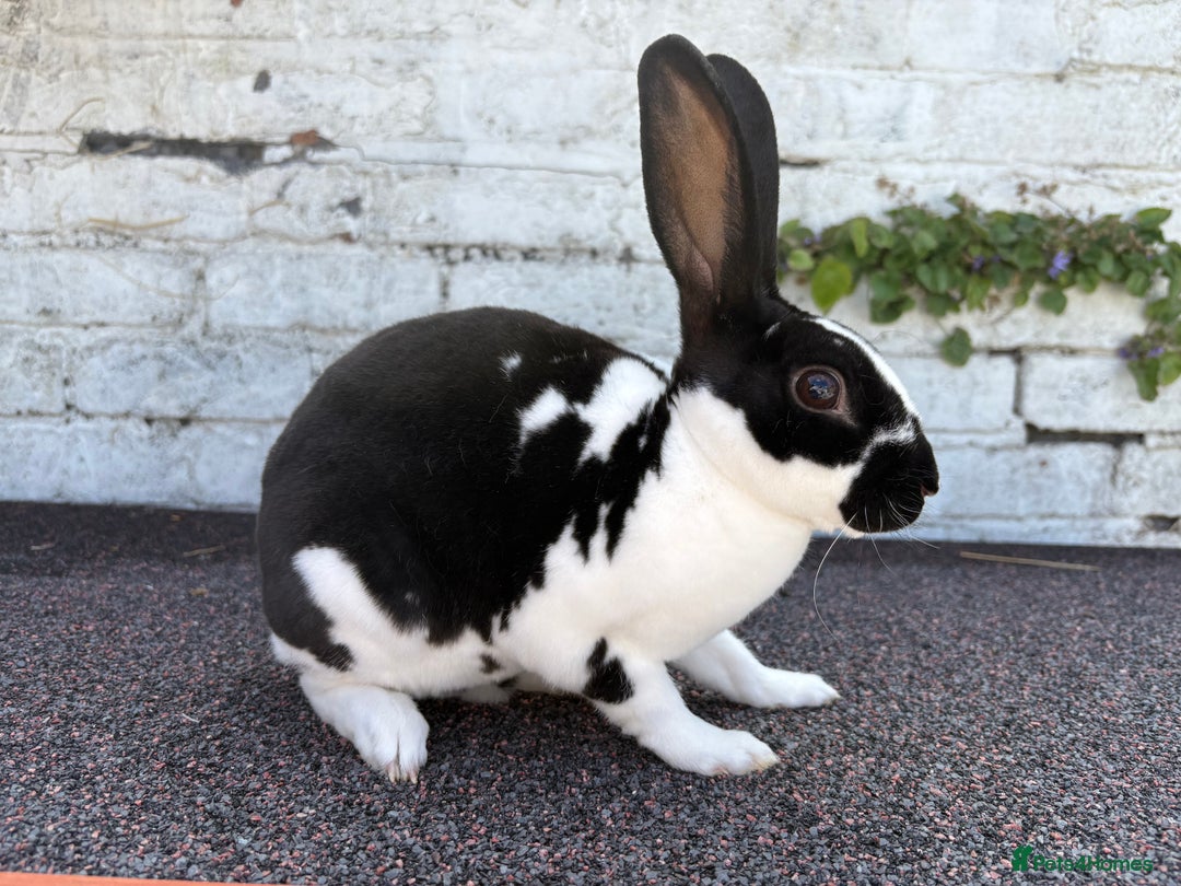 Rex rabbits for sale: Broken Black Mini Rex Doe/Female - Image 2