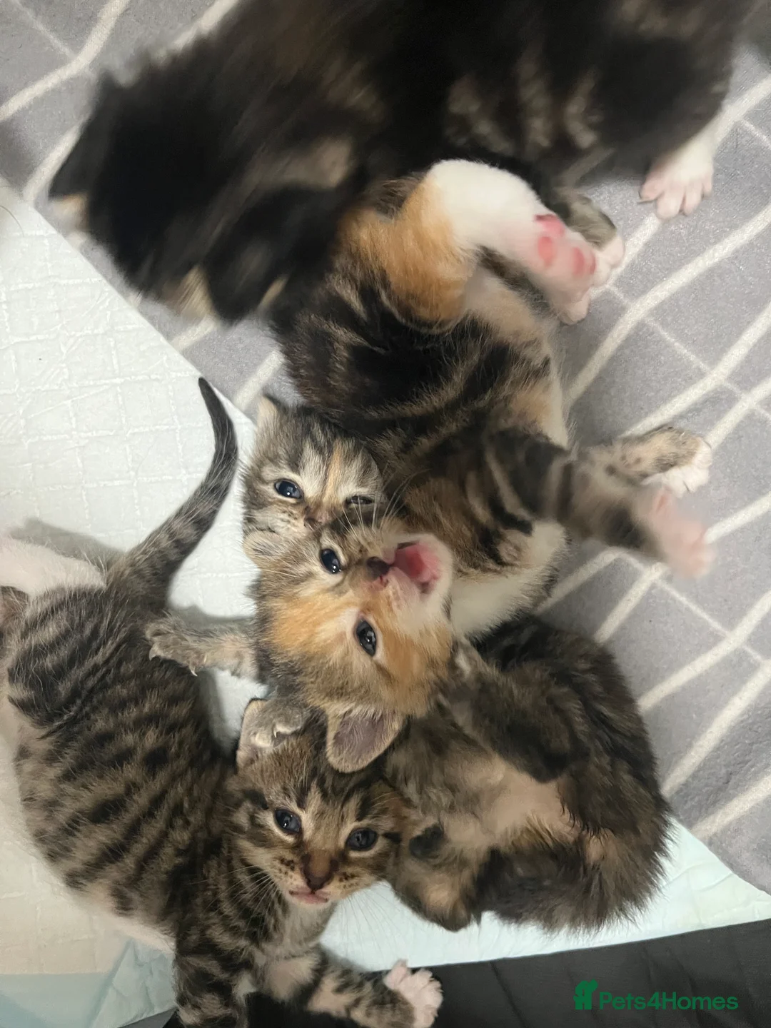 Domestic Shorthair cats for sale: 5 adorable kittens  in Birmingham - Advert 2