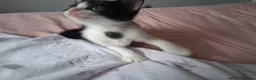 Mixed Breed cats for sale: White boy with distinct black markings - Advert 10