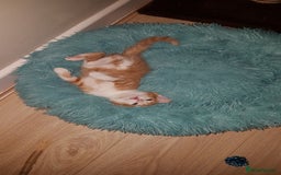 Mixed Breed cats for sale: Two male kittens. Possible delivery. - Advert 5