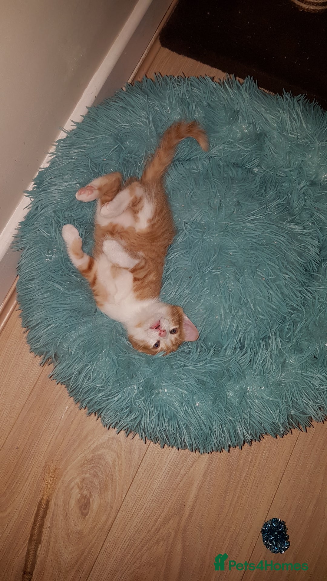 Mixed Breed cats for sale: Two male kittens. Possible delivery. - Advert 5