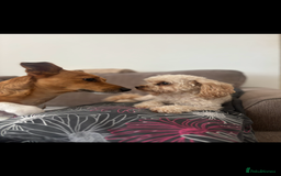 Jack Russell dogs for stud: My Gorgeous blue merle miniature jack  - Image 7