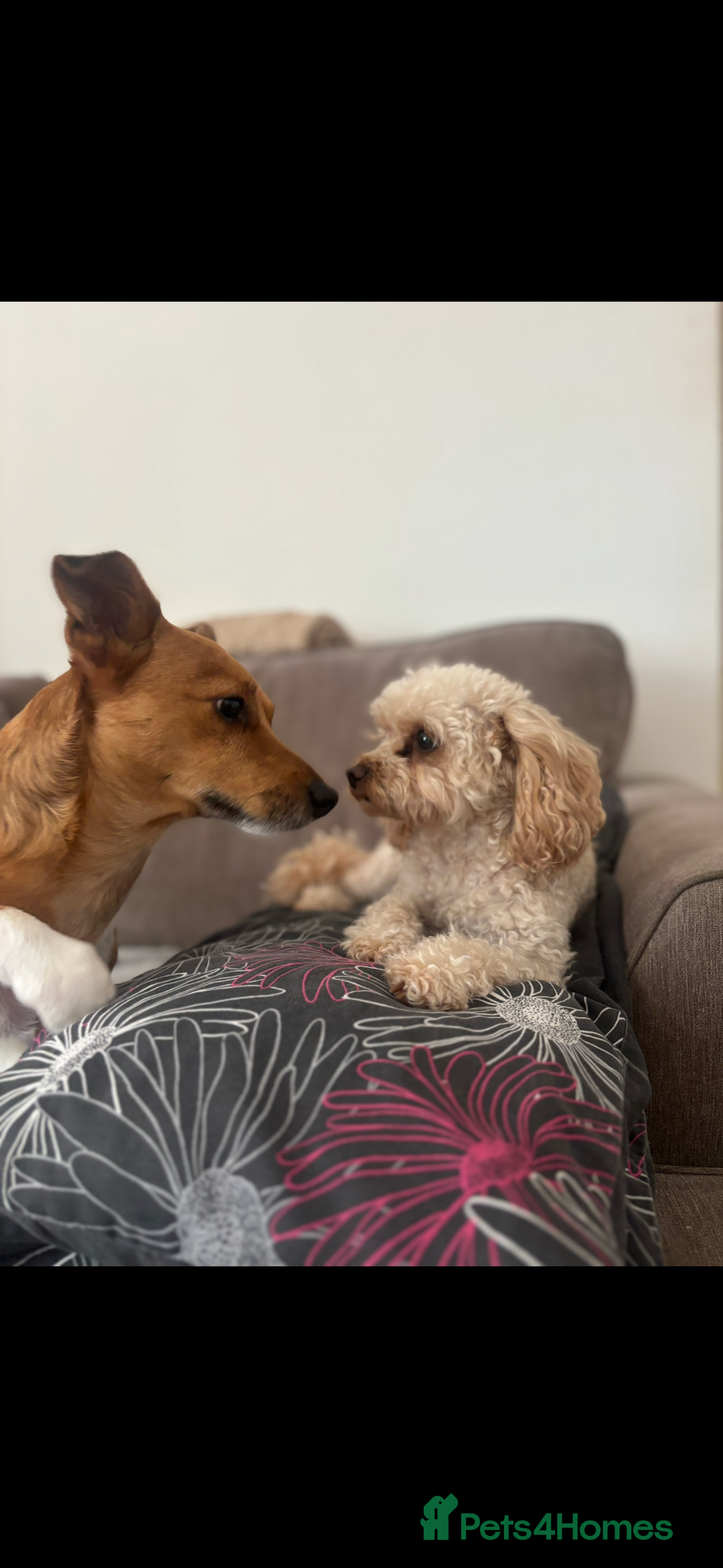 Jack Russell dogs for stud: My Gorgeous blue merle miniature jack  - Image 7