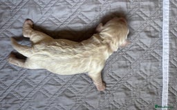 Cockapoo dogs for sale: Beautiful F1 Cockapoo  - Image 12