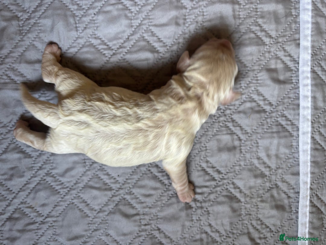 Cockapoo dogs for sale: Beautiful F1 Cockapoo  - Image 12