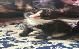 Mixed Breed cats for sale: Kittens for sale — £50 each - Image 3