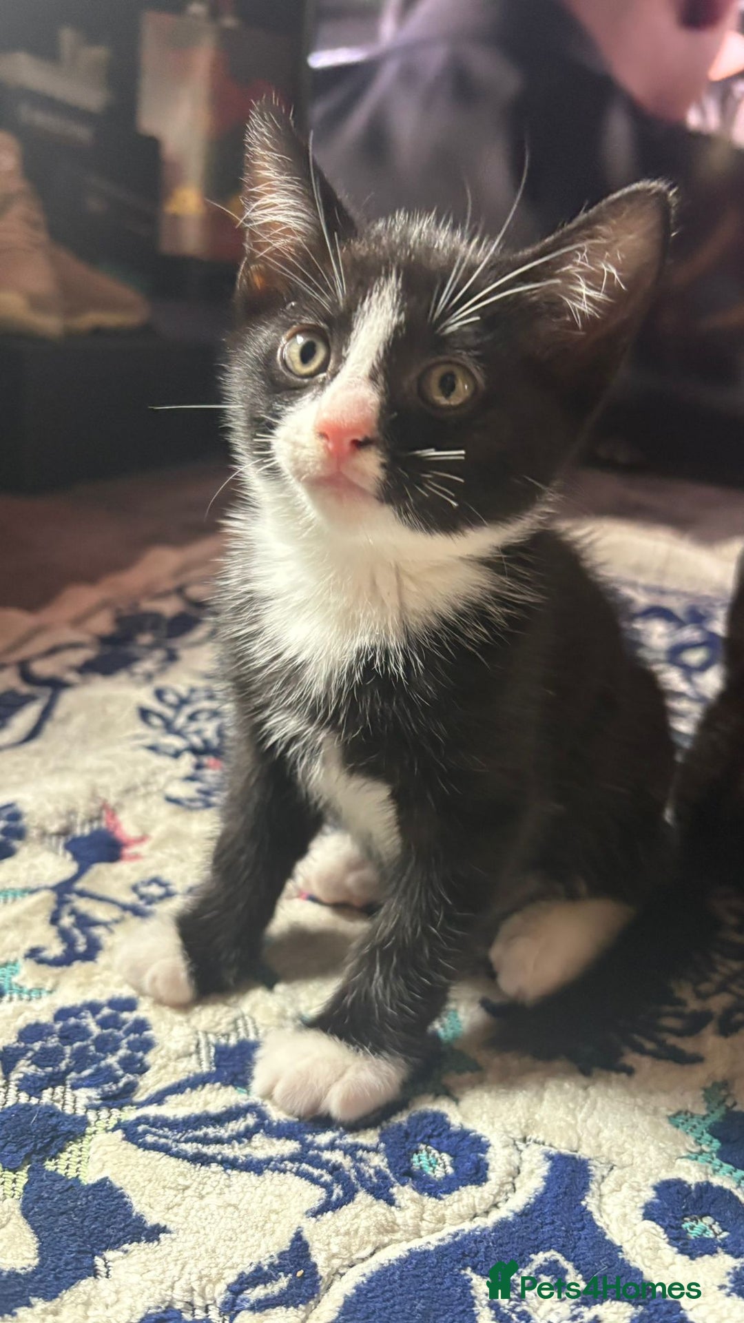 Mixed Breed cats for sale: Kittens for sale — £50 each - Image 3