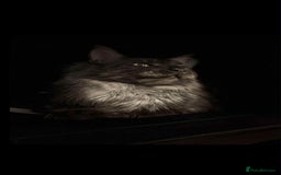 Maine Coon cats for sale: Blue smoke boy neuted - Image 1