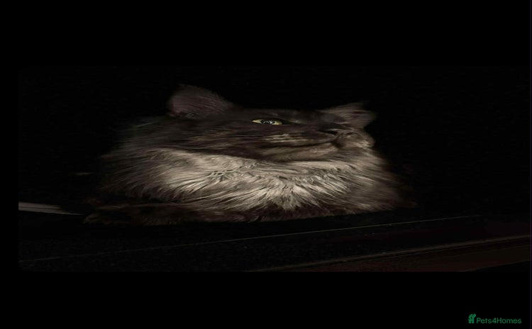 Maine Coon cats - Advert 3