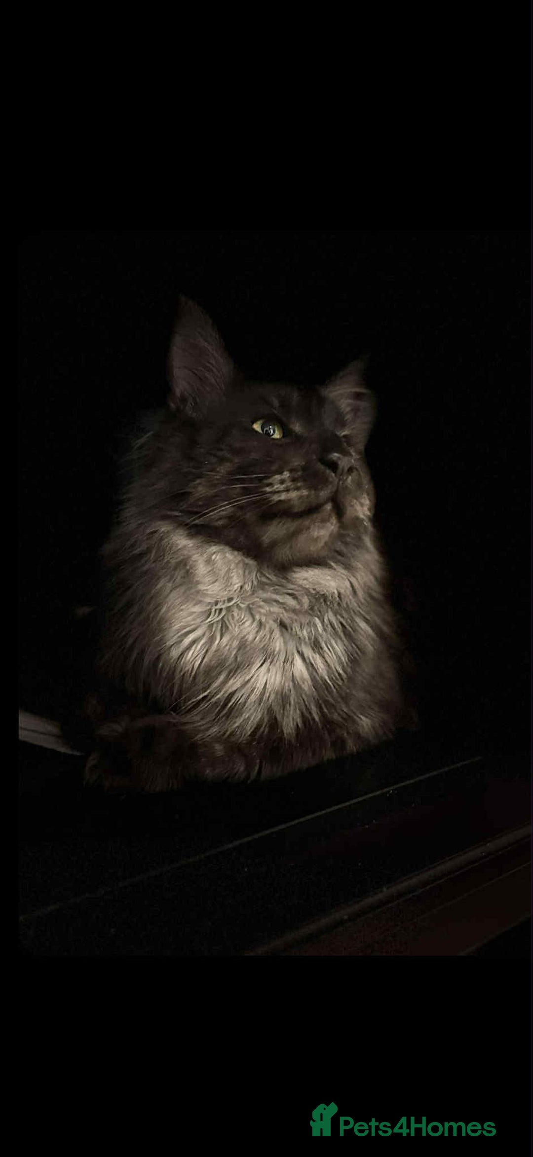 Maine Coon cats for sale: Blue smoke boy neuted - Image 1