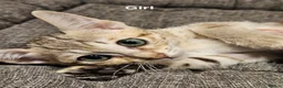 Savannah cats for sale: Stunning F5 SBT Savannah Kittens in Bradford - Advert 2