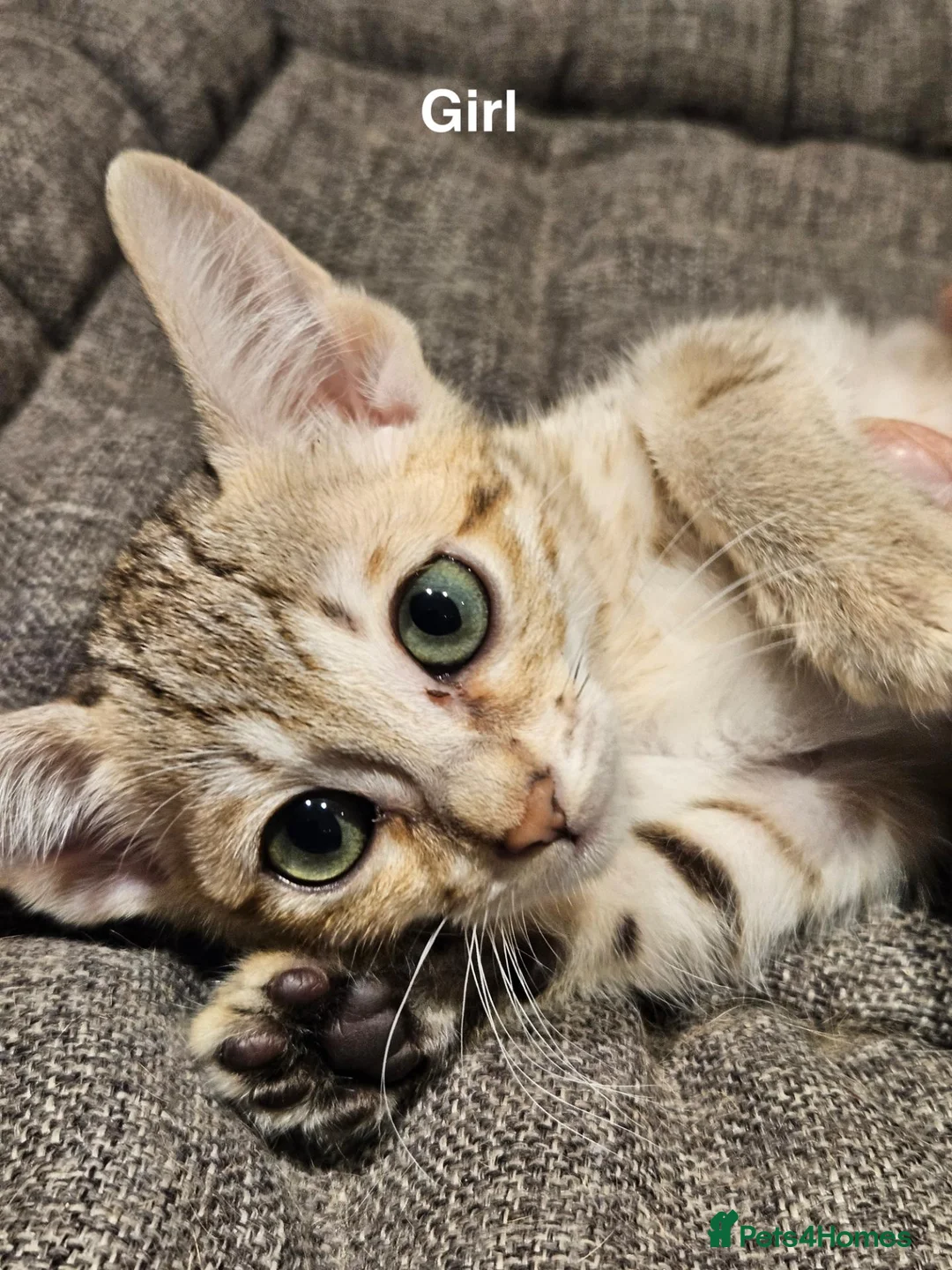 Savannah cats for sale: Stunning F5 SBT Savannah Kittens in Bradford - Advert 2