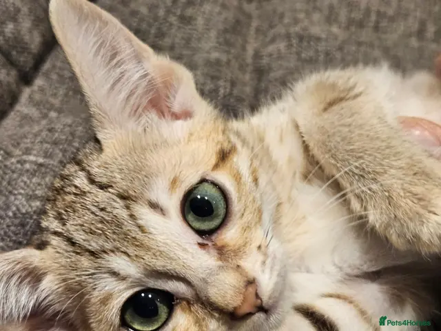 Savannah cats for sale: Stunning F5 SBT Savannah Kittens - Advert 2