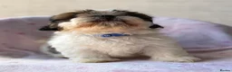 Shih Tzu dogs for sale: 🐶 Beautiful Shih Tzu Puppies for Sale 🐶 - Advert 17