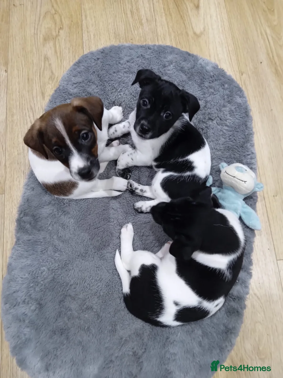Jack Russell dogs for stud: Proven Short leg mini Jack Russell for stud in Gloucester - Advert 10