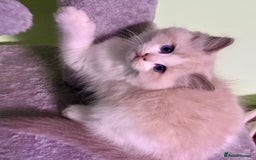 Ragdoll cats for sale: WORLD BEATIFUL RAGDOLL KITTEN/FIFe - Image 18
