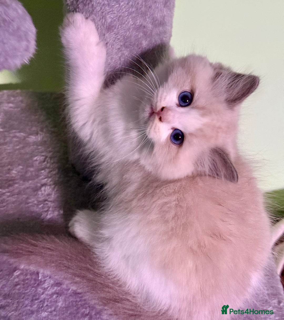 Ragdoll cats for sale: WORLD BEATIFUL RAGDOLL KITTEN/FIFe - Image 18