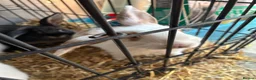 Mixed Breed rabbits for sale: Beautiful Mixed Breed Baby Rabbits  - Advert 3