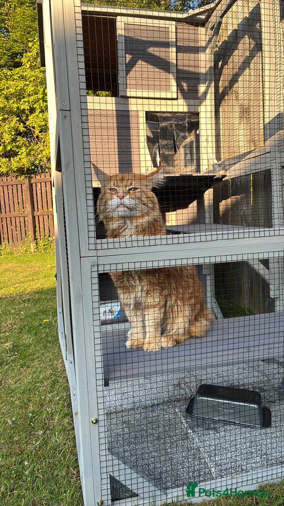 Maine Coon cats for sale: Maine coon  - Advert 16