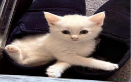 Mixed Breed cats for sale: Kittens  - Image 2