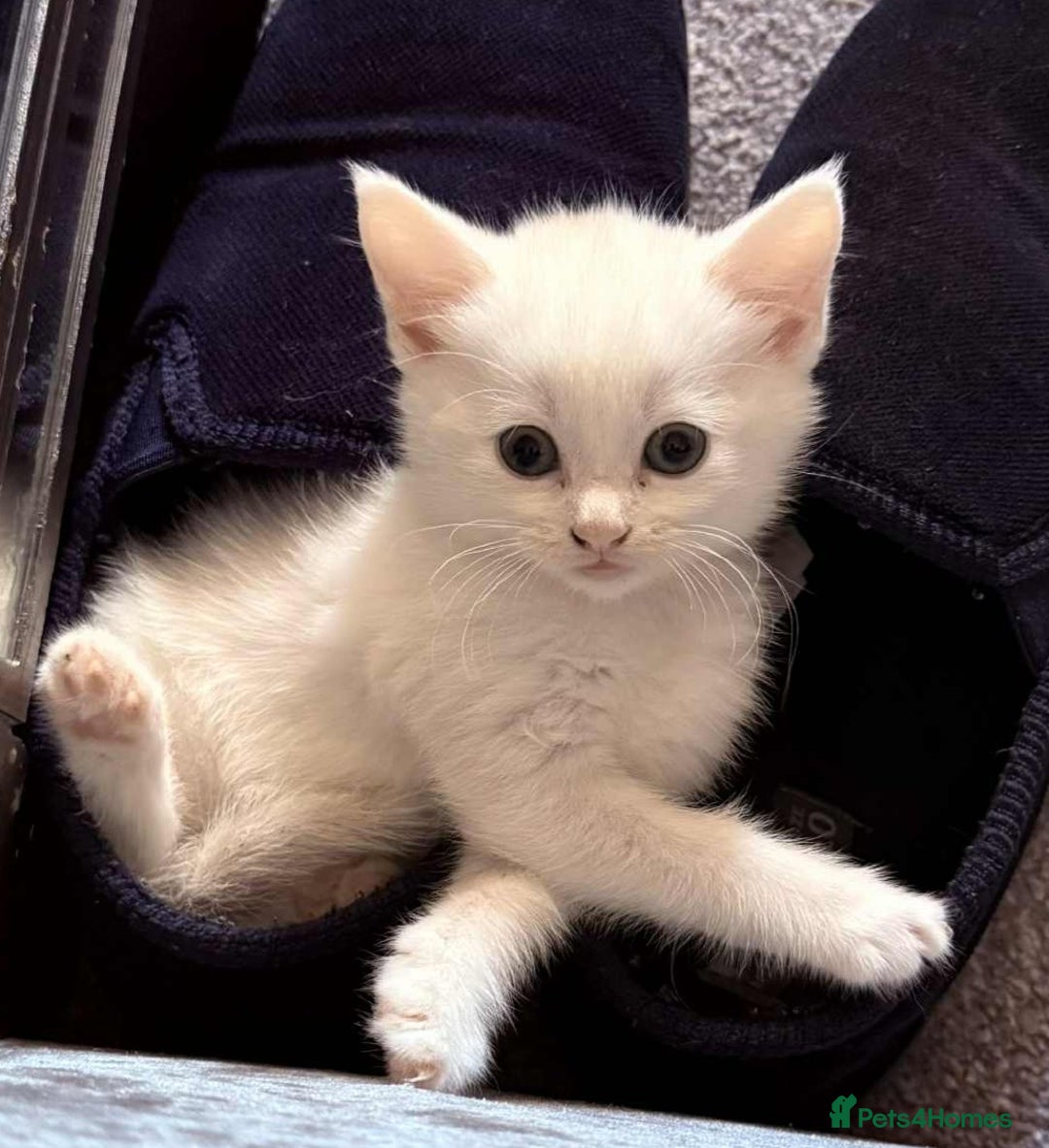 Mixed Breed cats for sale: Kittens  - Image 2