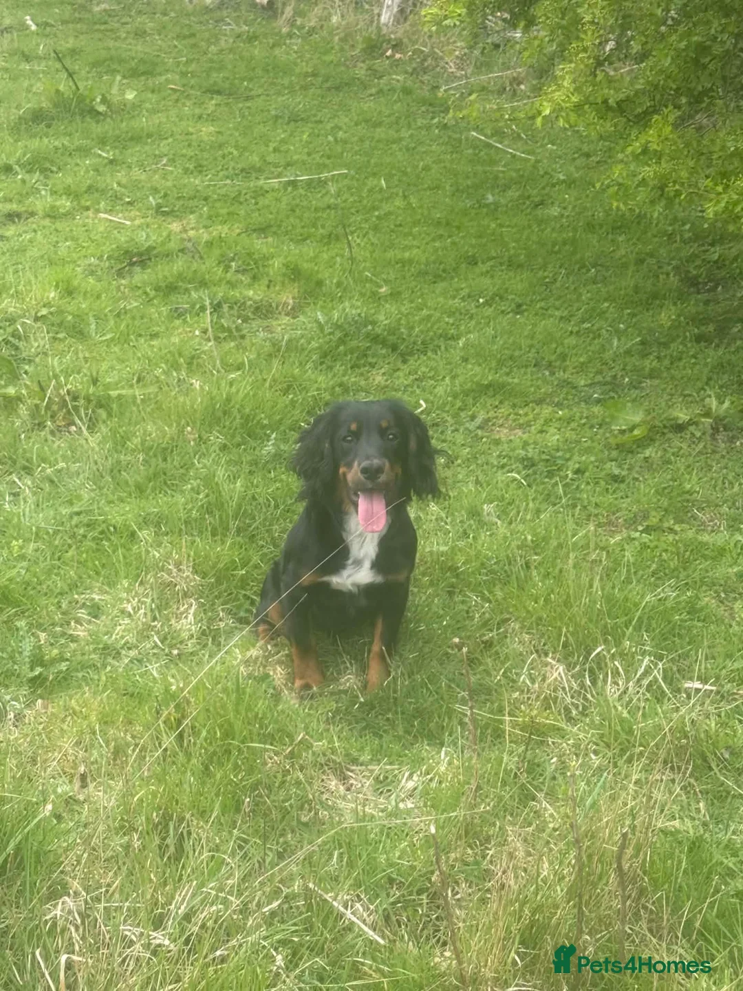 Cocker Spaniel dogs for sale: 6month old cocker spaniel pup in Stockton-on-Tees - Advert 4