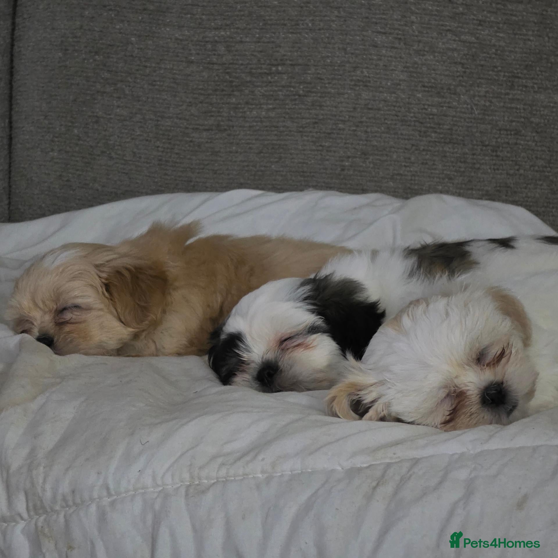 Malshi dogs for sale: 4 Stunning Malshi Puppies for sale  - Advert 5