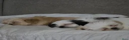 Malshi dogs for sale: 4 Stunning Malshi Puppies for sale  - Advert 1