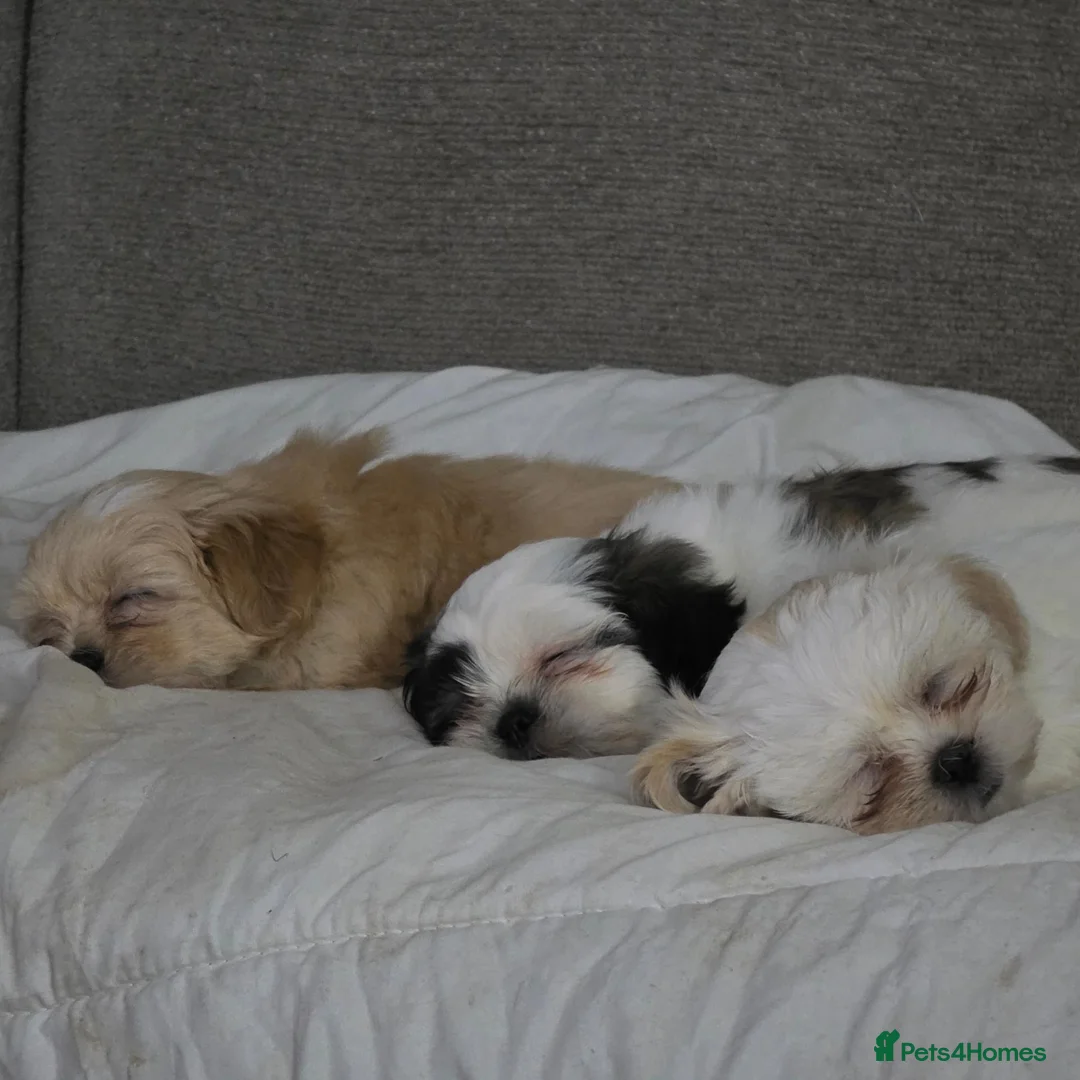 Malshi dogs for sale: 4 Stunning Malshi Puppies for sale  - Advert 1