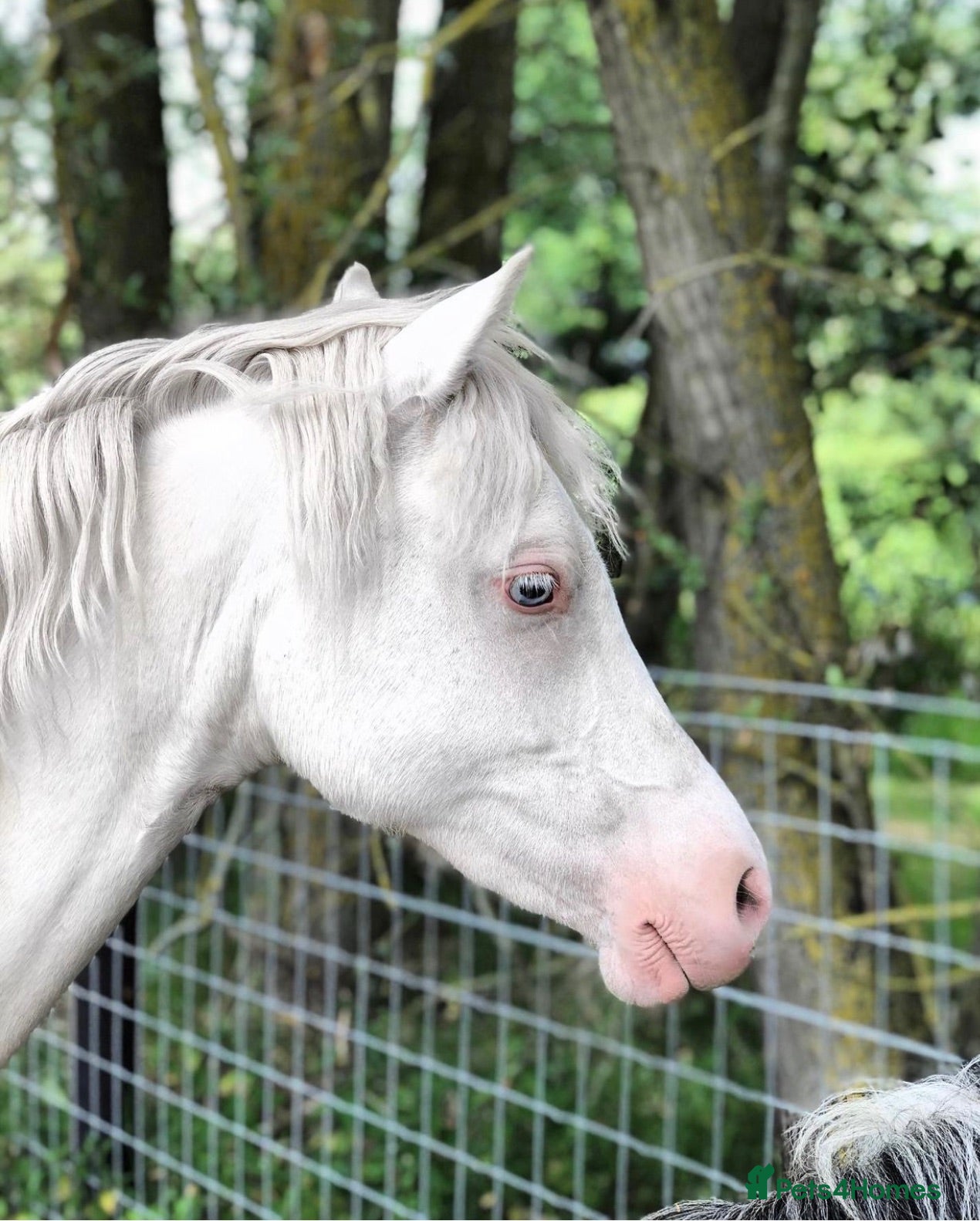 Welsh Section B horses Beautiful Cremello Welsh B mare - Advert 7