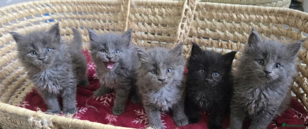 Maine Coon cats for sale: Maine Coon Kitten Reservation  - Advert 1